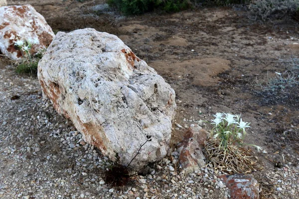 Pedras Encontram Parque Aberto Nas Margens Mediterrâneo — Fotografia de Stock