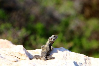kertenkele bir taşa oturur ve güneşin altında basks   