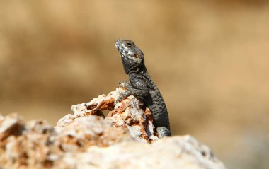 kertenkele bir taşa oturur ve güneşin altında basks   