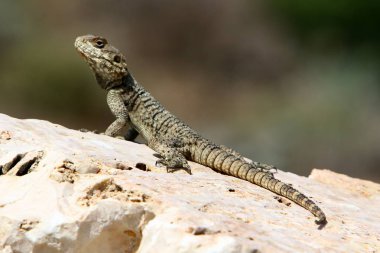 kertenkele bir taşa oturur ve güneşin altında basks   