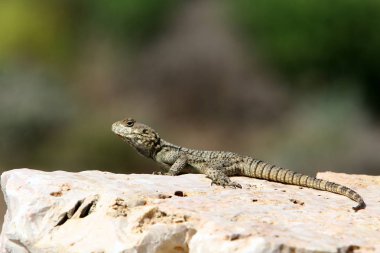 kertenkele bir taşa oturur ve güneşin altında basks   