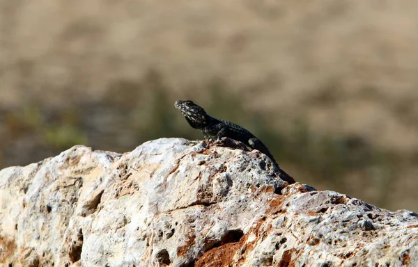 Lizard Sits Rock Basks Sun — Stock Photo, Image