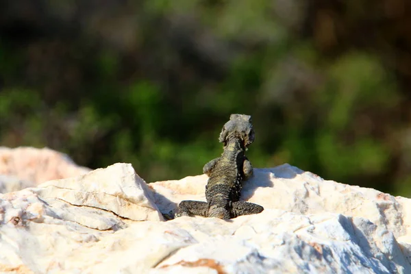 도마뱀은 바위에 앉아서 햇빛에 Basks — 스톡 사진
