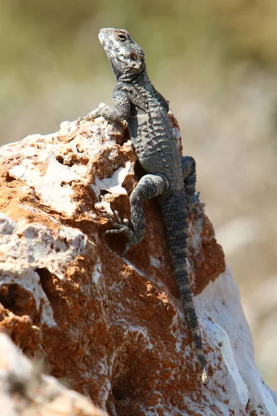 Lizard Sits Rock Basks Sun — Stock Photo, Image