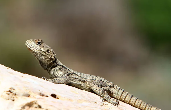 Lagarto Senta Uma Rocha Banha Sol — Fotografia de Stock