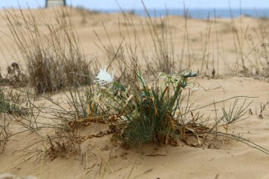 Sonbahar bitki ve çiçekler Kuzey İsrail 
