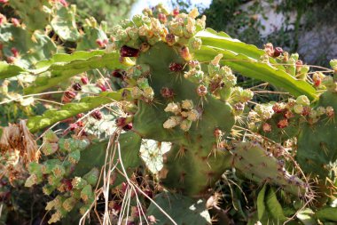 Sonbahar bitki ve çiçekler Kuzey İsrail 