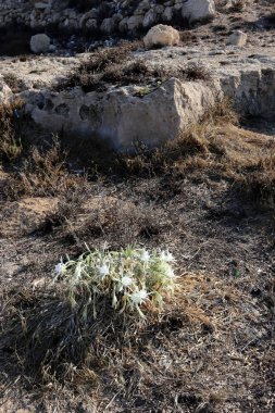 Sonbahar bitki ve çiçekler Kuzey İsrail 