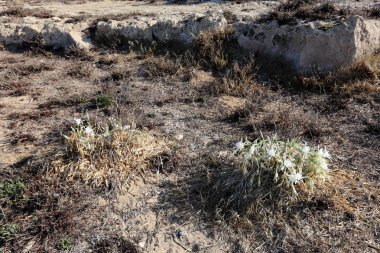 Sonbahar bitki ve çiçekler Kuzey İsrail 