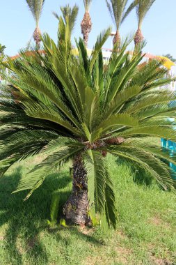 Sonbahar bitki ve çiçekler Kuzey İsrail 