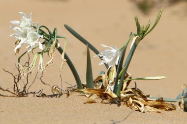 Sonbahar bitki ve çiçekler Kuzey İsrail 