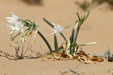 Sonbahar bitki ve çiçekler Kuzey İsrail 