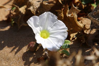 Sonbahar bitki ve çiçekler Kuzey İsrail 