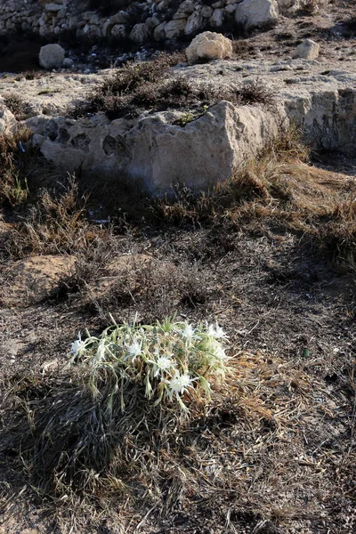 Les Plantes Fleurs Automne Dans Nord Israël — Photo