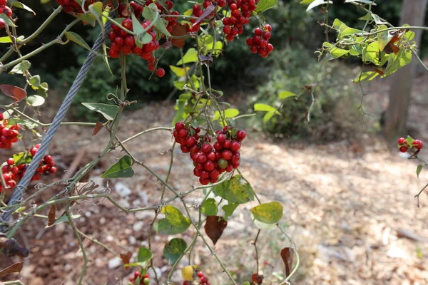 Φθινόπωρο Φυτά Και Λουλούδια Στο Βόρειο Ισραήλ — Φωτογραφία Αρχείου