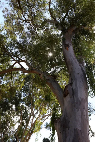 Les Plantes Fleurs Automne Dans Nord Israël — Photo