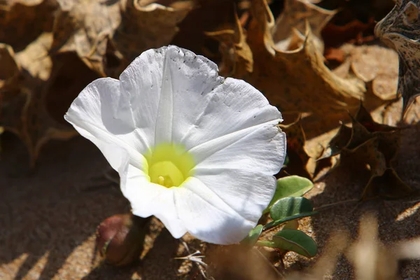 秋の植物と北イスラエル共和国の花 — ストック写真