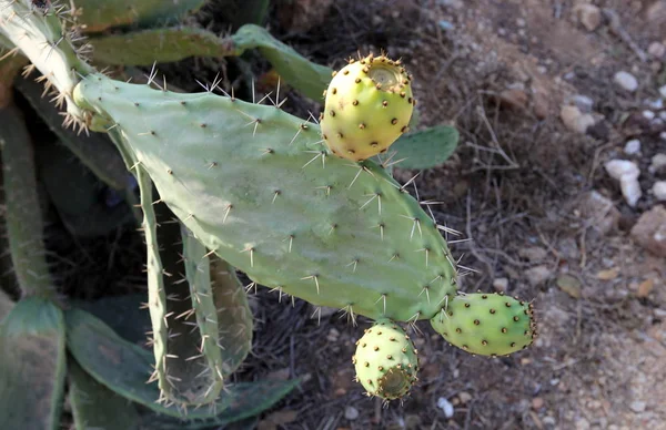 Parque Ciudad Norte Israel Creció Cactus Grande Espinoso —  Fotos de Stock