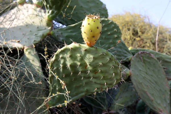 Mieście Parku Północnym Izraelu Rosły Duże Kolczaste Kaktus — Zdjęcie stockowe