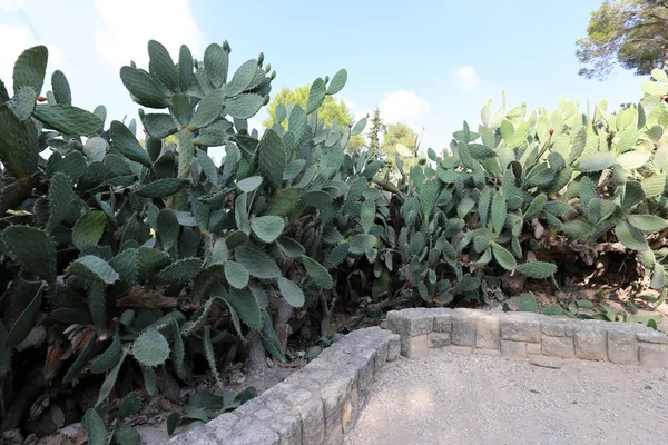 Parque Cidade Norte Israel Cresceu Cacto Grande Espinhoso — Fotografia de Stock
