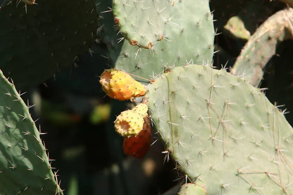 Parque Ciudad Norte Israel Creció Cactus Grande Espinoso —  Fotos de Stock