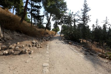 Kuzey İsrail şehir parkında yaya yolu 