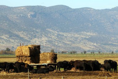dağ manzarası Kuzey İsrail Batı Celile 