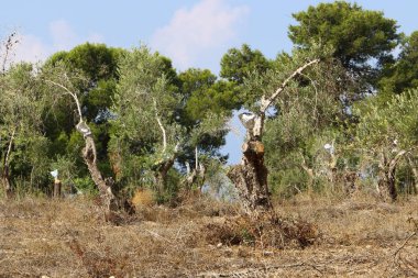 Kuzey İsrail büyük bahçesinde zeytin ağaçları büyümek 