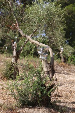 Kuzey İsrail büyük bahçesinde zeytin ağaçları büyümek 
