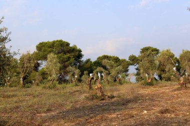 Kuzey İsrail büyük bahçesinde zeytin ağaçları büyümek 