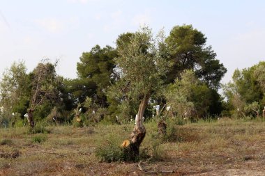 Kuzey İsrail büyük bahçesinde zeytin ağaçları büyümek 