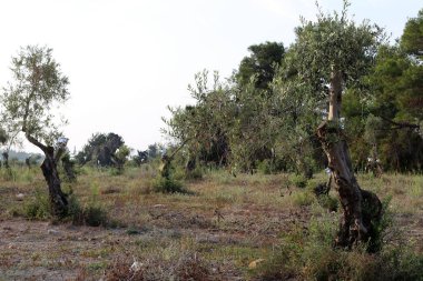 Kuzey İsrail büyük bahçesinde zeytin ağaçları büyümek 