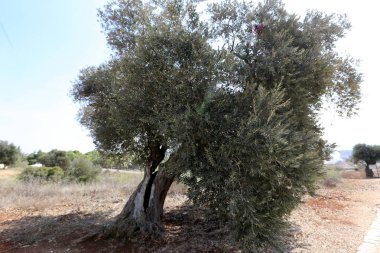Kuzey İsrail büyük bahçesinde zeytin ağaçları büyümek 