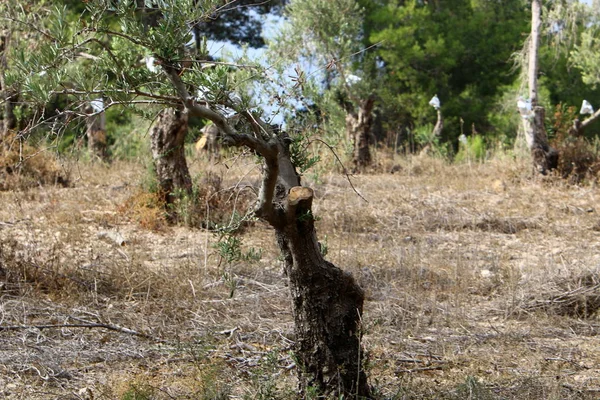 Olivos Crecen Gran Jardín Norte Israel — Foto de Stock