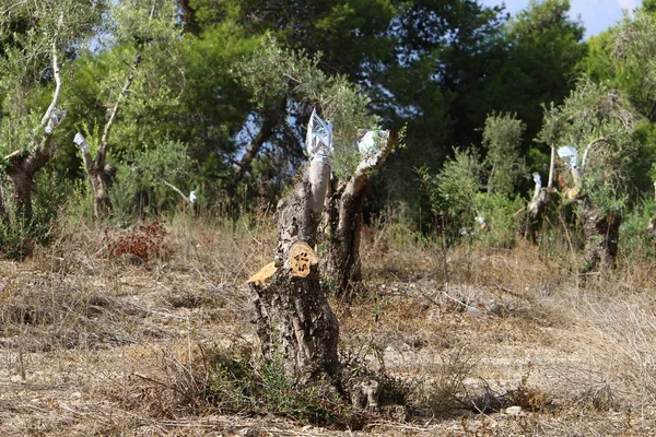 Olivos Crecen Gran Jardín Norte Israel — Foto de Stock