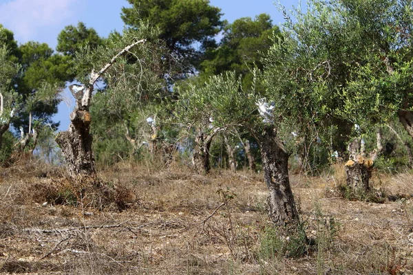 Olivos Crecen Gran Jardín Norte Israel — Foto de Stock