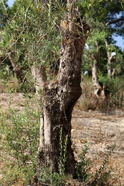 Oliveiras Crescem Grande Jardim Norte Israel — Fotografia de Stock