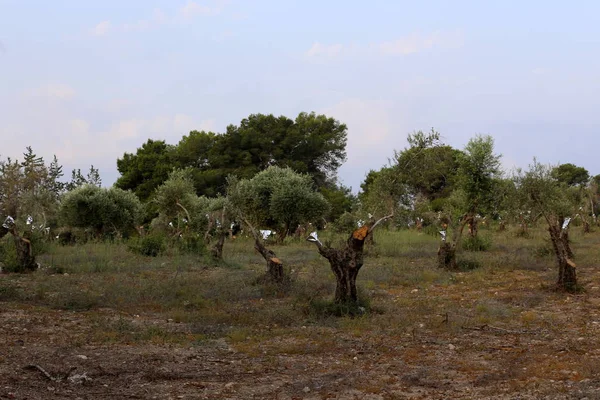 Olivi Crescono Grande Giardino Nel Nord Israele — Foto Stock