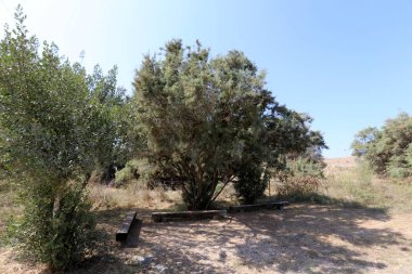 Kuzey İsrail bir açık şehir parkında bir Bank standları 