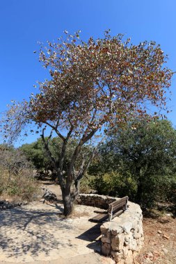Kuzey İsrail bir açık şehir parkında bir Bank standları 