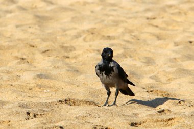 büyük bir gri karga gıda, ekmek ve ceviz 