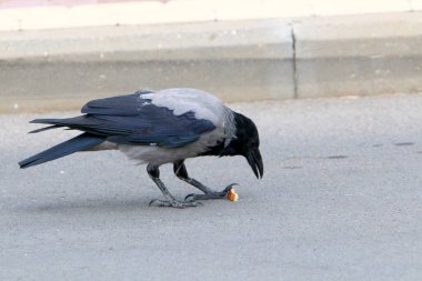 büyük bir gri karga gıda, ekmek ve ceviz 