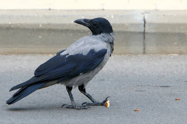 Velké Šedé Crow Potravin Chléb Matice — Stock fotografie