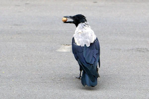 Big Gray Crow Found Food Bread Nut — Stock Photo, Image