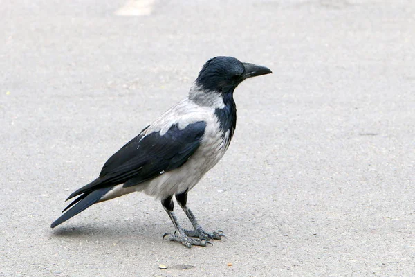 Big Gray Crow Found Food Bread Nut — Stock Photo, Image