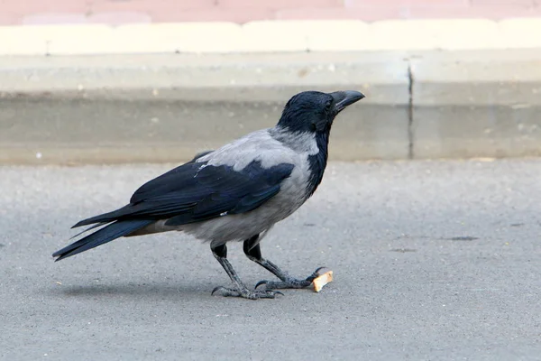 Grande Corvo Cinzento Encontrou Comida Pão Noz — Fotografia de Stock