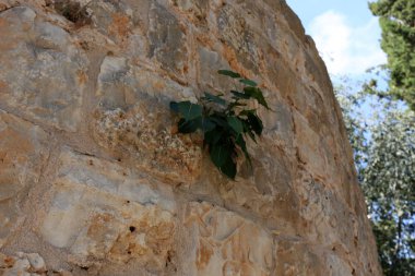 taş ve kayalar üzerinde zor koşullarda yeşil bitkiler büyüdü 