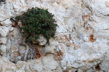 taş ve kayalar üzerinde zor koşullarda yeşil bitkiler büyüdü 