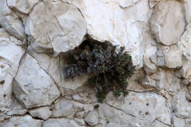 taş ve kayalar üzerinde zor koşullarda yeşil bitkiler büyüdü 