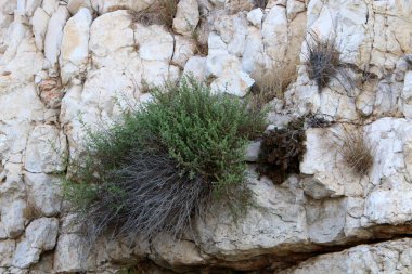 taş ve kayalar üzerinde zor koşullarda yeşil bitkiler büyüdü 